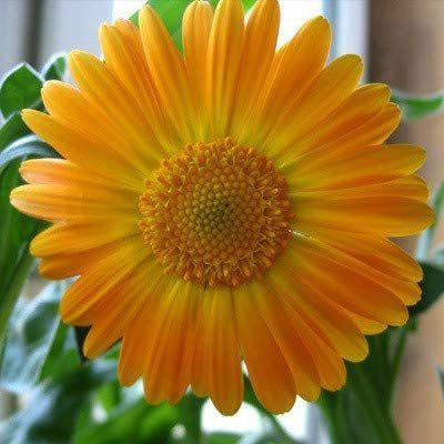 CYBEXIS Blossoming African Chrysanthemum Seeds Seed(1 g)