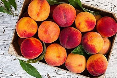 Aywal Peach Fruit Seeds For Home Gardening Seed(7 per packet)