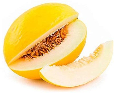 VibeX TLX-7 - Musk Melon Golden (Orange Flesh) - (1350 Seeds) Seed(1350 per packet)