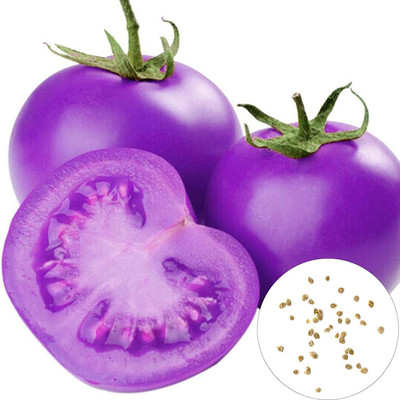 CYBEXIS Fast Germination Purple Cherry Tomato Seeds2000 Seeds Seed(2000 per packet)