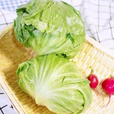 Avysa ICEBERG lettuce green Seed(250 per packet)