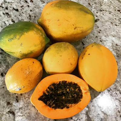 Quentova Papaya Fruit Seeds-HQL-4C Seed(30 per packet)
