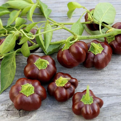 KNESSiN Hybrid Chocolate Capsicum Vegetable Seeds For Planting-(800 Seeds) Seed(800 per packet)