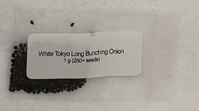 CYBEXIS VXI-19 - White Tokyo Long Bunching Onion - (1500 Seeds) Seed(1500 per packet)