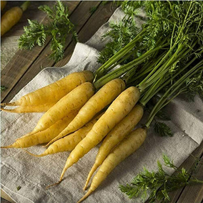 CYBEXIS Radish Seeds Non-GMO Fresh Smell Heirloom2400 Seeds Seed(2400 per packet)