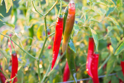 Kodali Hybrid F1 Chilli Seeds Pack Of 38 Seed(38 per packet)