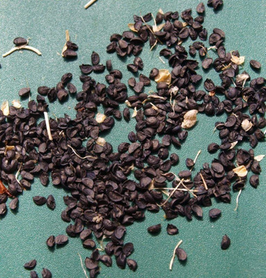 WILLVINE HUA-626 Texas Grano Onion Seeds Seed(1000 per packet)