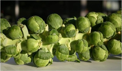 CYBEXIS Brussel Sprout - Brilliant F1 Finest Seeds2000 Seeds Seed(2000 per packet)