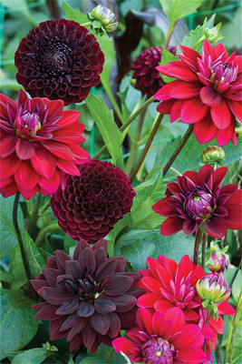 CYBEXIS Dahlia Seeds Seed(50 per packet)