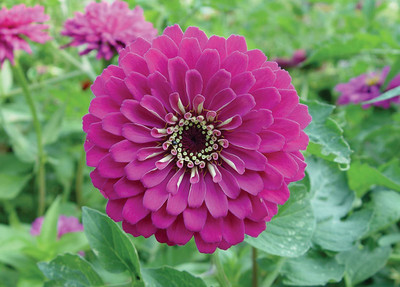 CYBEXIS GBPUT-61 - Imp. Purple Prince Zinnia - (270 Seeds) Seed(270 per packet)