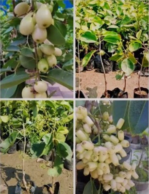 SHYAM Sweet Rare White Jamun (Sadha Jam) Tree Plant Seed(1 per packet)