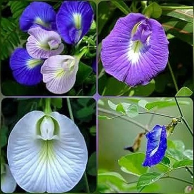 Greenfall Aparajita Seeds, Mixed Colors, Clitoria Ternatea (19 Per Packet) Seed(20 per packet)