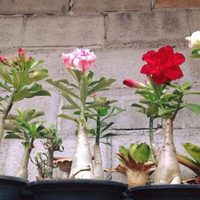 Qualtivate NDIR-38 Adenium Obesum Seeds Seed(30 per packet)