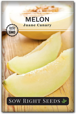 WILLVINE TLX-365 Juane Canary Musk Melon Seed Seed(200 per packet)