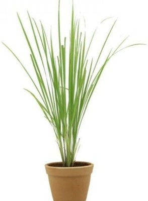 Avysa Lemon Grass Citronella Grass Herb Plants for Home Garden Seed(100 per packet)