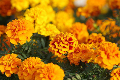 gkseeds marigold/gende ka phool flower seeds Seed(50 per packet)