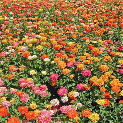 CYBEXIS HUA-99 - Cactus Mix Zinnia - (90 Seeds) Seed(90 per packet)
