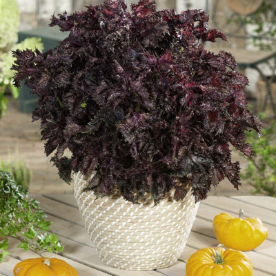 VibeX LX-30 - Perilla Frutescens - (750 Seeds) Seed(750 per packet)