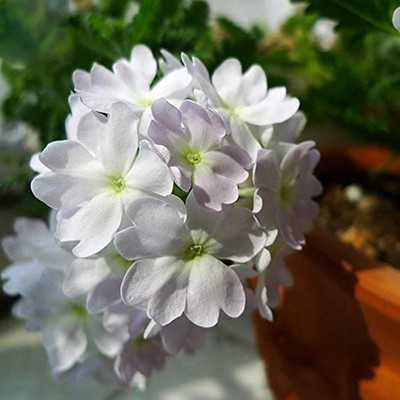 Aywal Verbena- Mammoth Mix Seed(80 per packet)