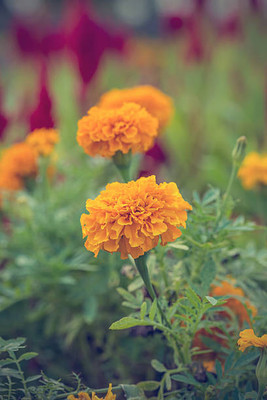 Kritharth Creation marigold/gende ka phool flower seeds Seed(50 per packet)