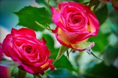 MAA Rose, Flower seeds Seed(16 per packet)