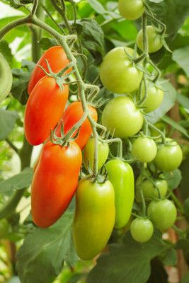 Kritharth Creation tomato Seed(100 per packet)