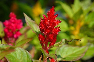 Aywal Celosia Mixed Color Hybrid Flower Seeds For All Season Seed(90 per packet)