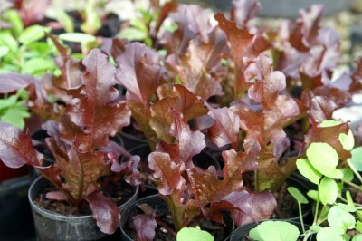 Qualtivate HXL-7AT Red Salad Bowl Loose Leaf Lettuce Seed(300 per packet)