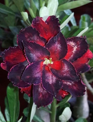 Qualtivate LX-714 Desert Rose Mixed Colours Seed(30 per packet)