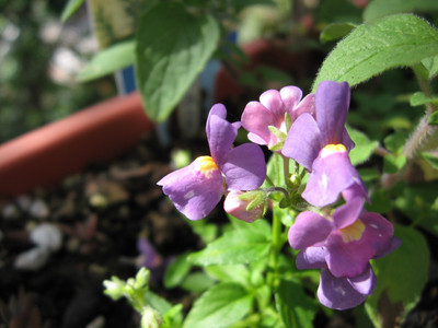 Audhav NEMESIA Seed(50 per packet)