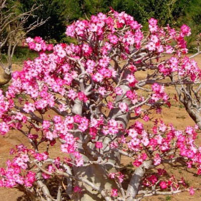 VibeX TLX-92 - Desert Rose Flower Plant - (315 Seeds) Seed(315 per packet)