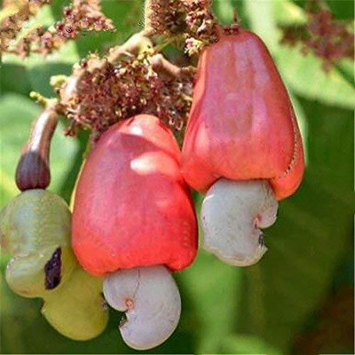 Aywal HYBRID FRESH RED APPLE Seed(9 per packet)