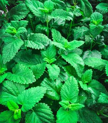 Mozette Organic lemon balm herb Seed(18 per packet)