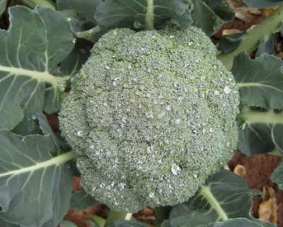 Qualtivate GBPT-4A Organic Heirloom Broccoli Seeds Seed(300 per packet)