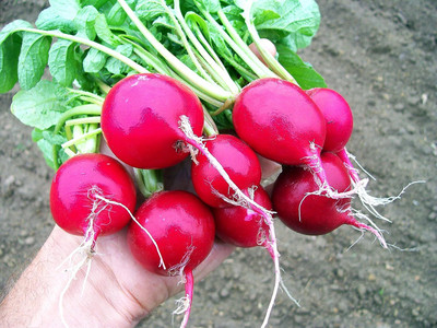 Aywal Round Red Long Mooli Seed(800 per packet)
