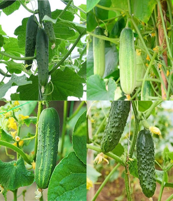 ibains Kakari seeds cucumber kakri seeds beej 64 Seed(64 per packet)