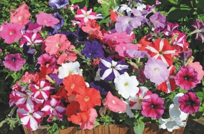 Quentova Petunia-frenzy-mix-XLI-6A Seed(75 per packet)