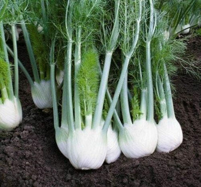 KNESSiN Fennel Rondo Seed(200 per packet)