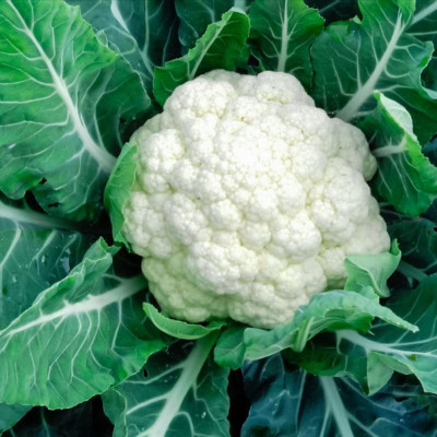 VibeX GBPUT-78 - Organic F1 Hybrid Cauliflower High yielding - (1350 Seeds) Seed(1350 per packet)