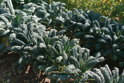 WILLVINE GBPUT -XI Lacinato Kale Seeds - Non-GMO Seeds [5g] Seed(1500 per packet)