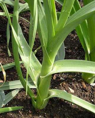 CEZIUS Allium ampeloprasum Giant Swiss Leek Seed(100 per packet)