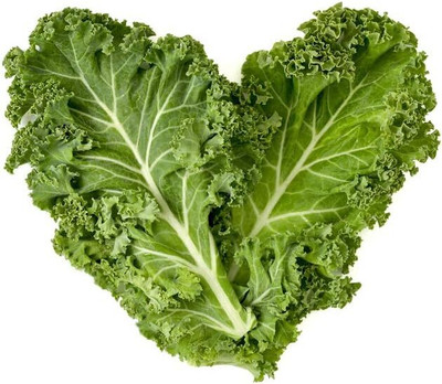 WILLVINE MEH -XIII Dwarf Blue Curled Scotch Vates Kale [10g] Seed(3000 per packet)