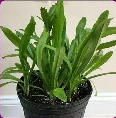 CYBEXIS NDIR-34 - Saw-Leaf Mexican Coriander - (2250 Seeds) Seed(2250 per packet)