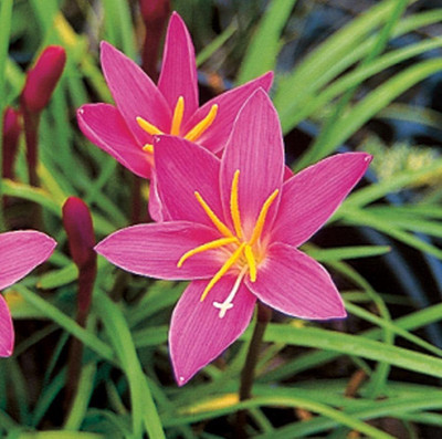 Cloud Farm Lily Plant Seed(2 per packet)