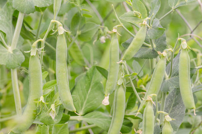 AFARTIOBINA 112 Pc Beans Seeds Seed(112 per packet)