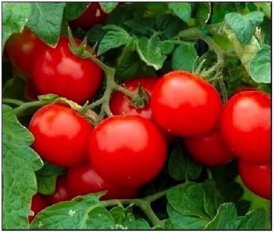 Qualtivate HUA-8A Cherry Tomato Large Seed(300 per packet)