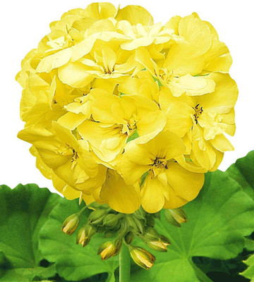 CRGO GERANIUM Seed(10 per packet)
