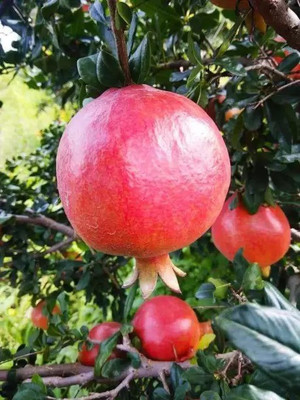 Chalisa Pomegranate, Anaar Seed(110 per packet)