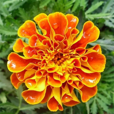 CYBEXIS VVI-72 - Tagetes Patula Marigold - (2250 Seeds) Seed(2250 per packet)