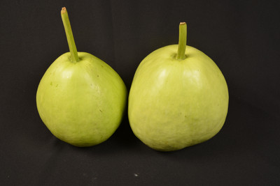 Avysa Calabash Gourd Round Bottle Gourd Seed(50 per packet)
